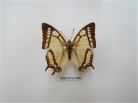 藏品(小雙尾蛺蝶)的圖片